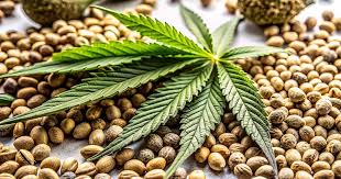 Exploring the Northwest Seed Bank A Comprehensive Guide Exploring the Northwest Seed Bank A Comprehensive Guide