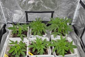 Exploring the Northwest Seed Bank A Comprehensive Guide Exploring the Northwest Seed Bank A Comprehensive Guide